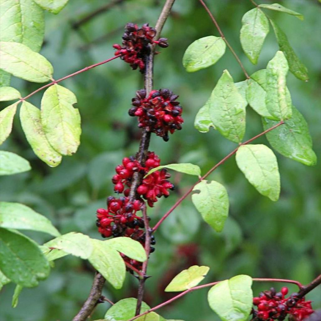 Zanthoxylum americanum - Frassino spinoso