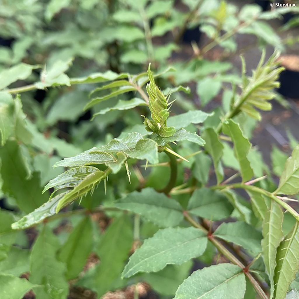 Zanthoxylum americanum - Frassino spinoso