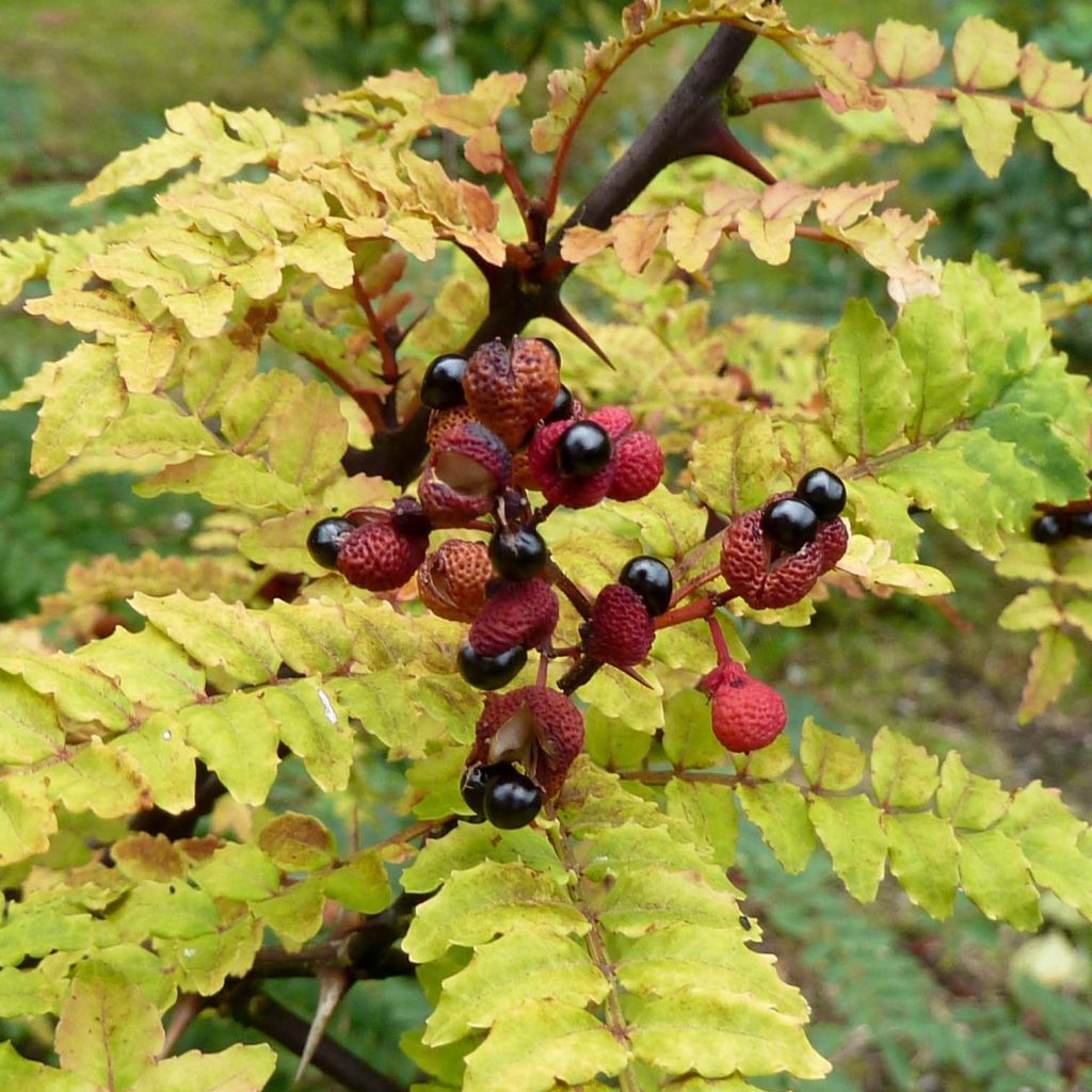 Zanthoxylum piperitum - Poivrier du Sichuan