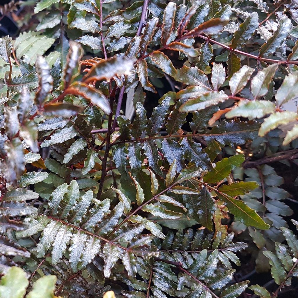 Zanthoxylum piperitum Black Magic - Poivrier du Japon