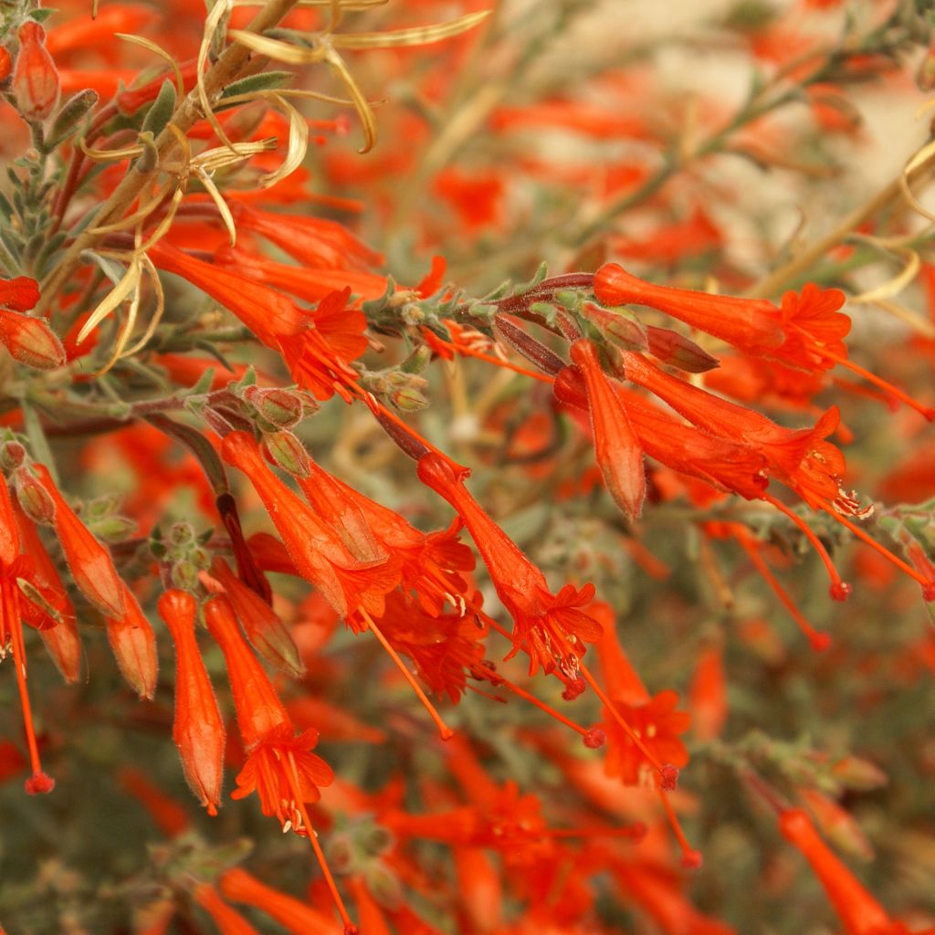 Zauschneria californica - Fushia de Californie