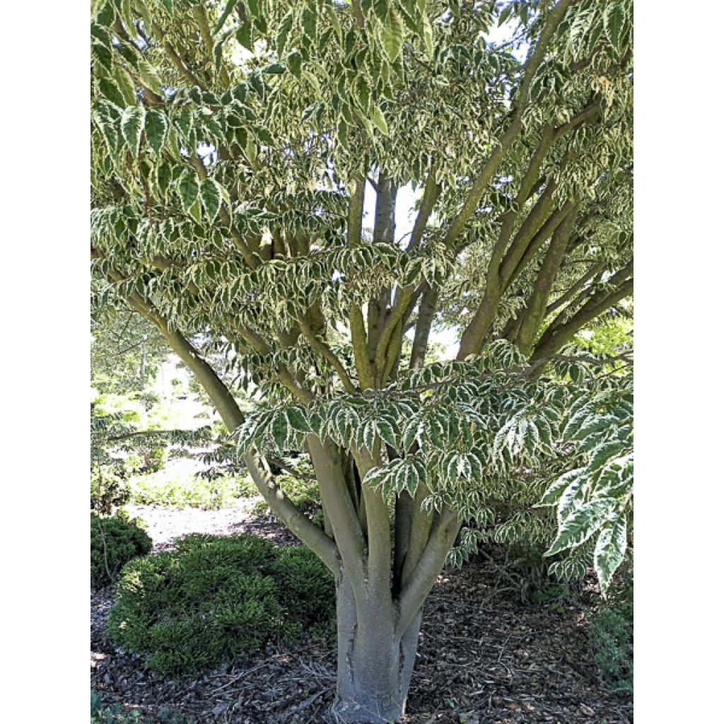 Zelkova serrata Variegata