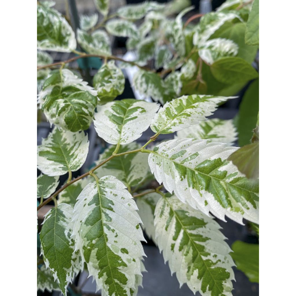 Zelkova serrata Variegata