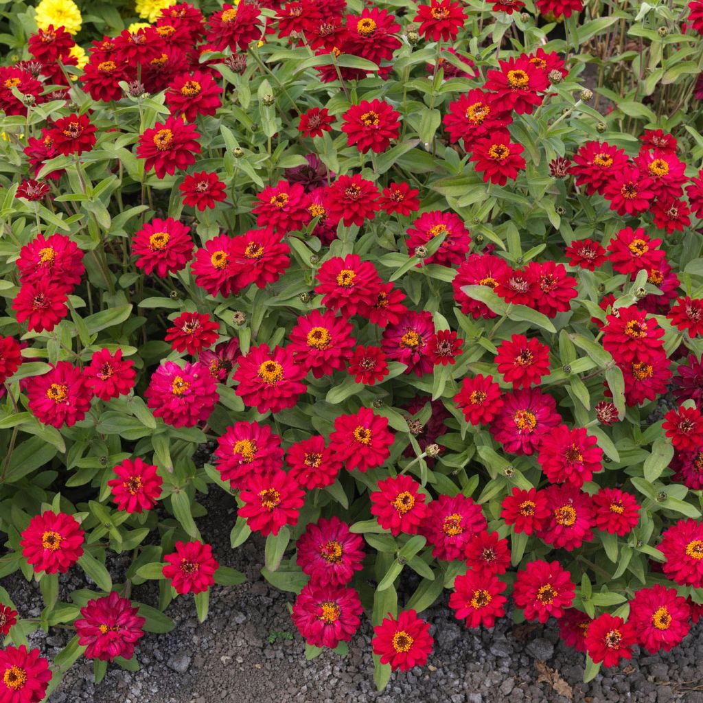 Zinnia Profusion Double Hot Cherry - Zinnia hybride double