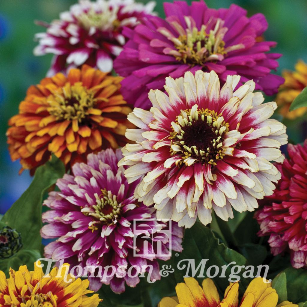 Zinnia Elegans Whirlygig Mixed 