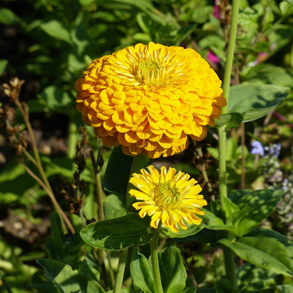 Zinnia Canary Bird