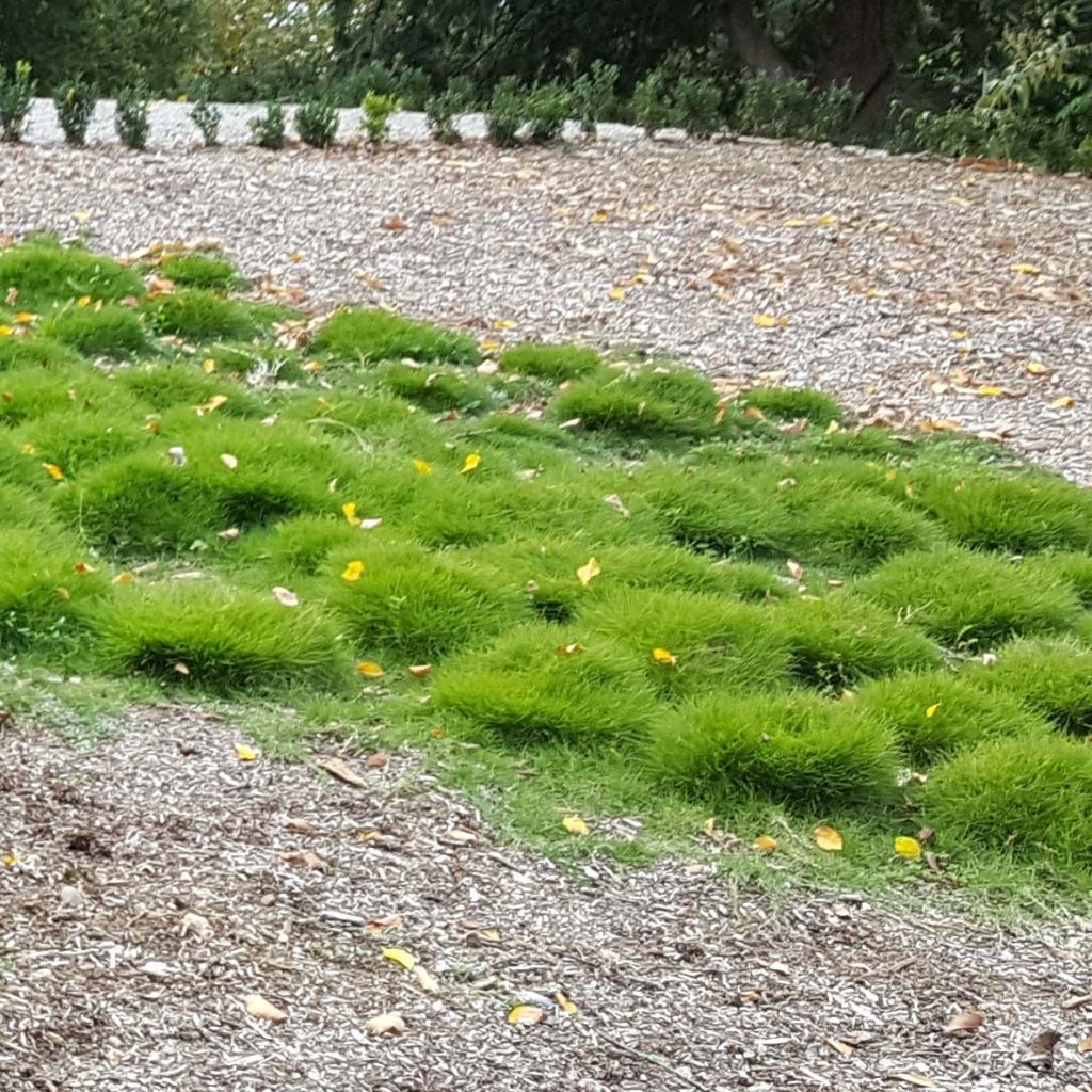 Zoysia tenuifolia - Gazon des Mascareignes