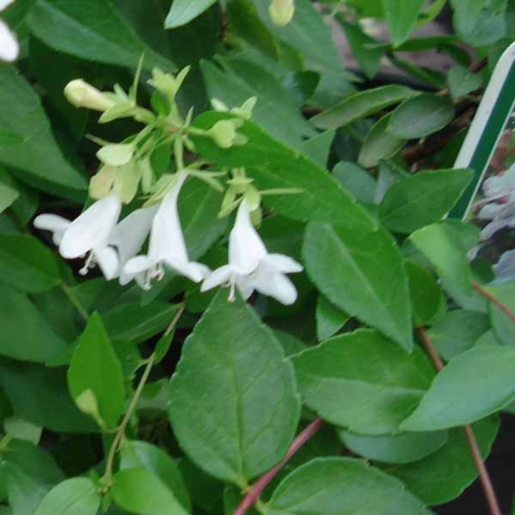 Abelia grandiflora Francis Mason