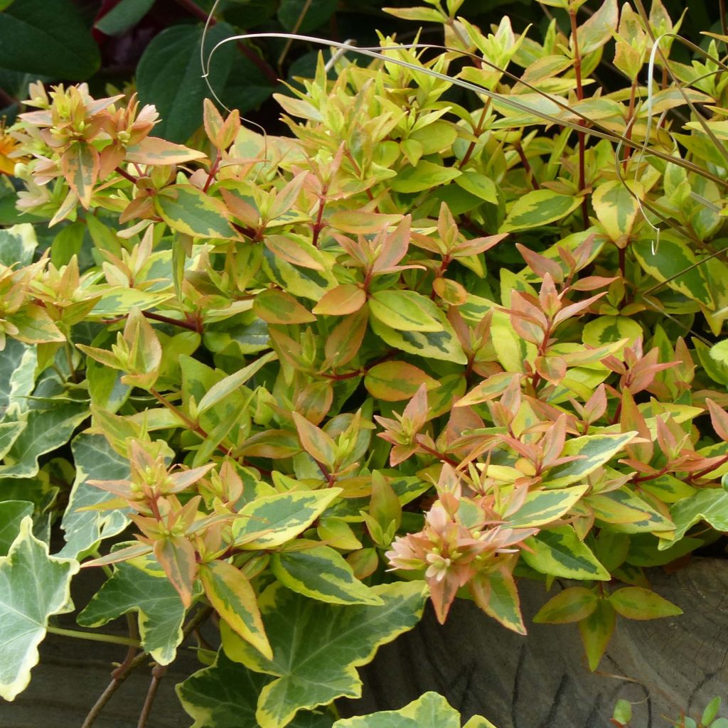 Abelia grandiflora Kaleidoscope