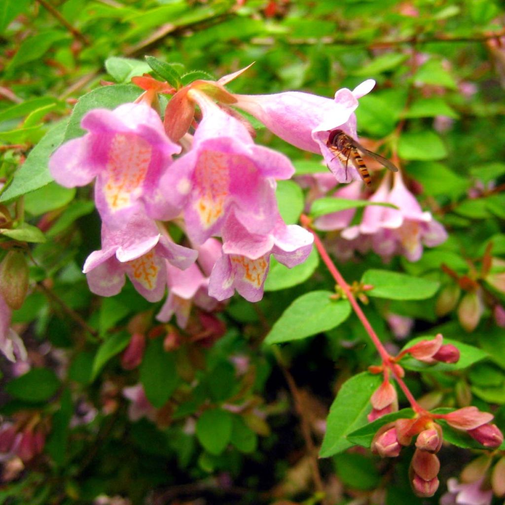 Abelia parviflora Bumble Bee