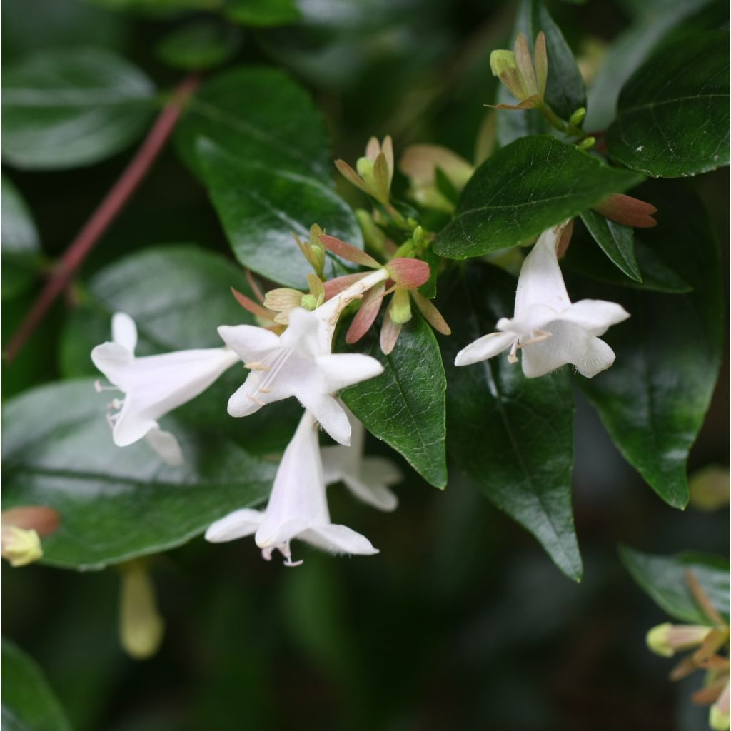 Abelia grandiflora