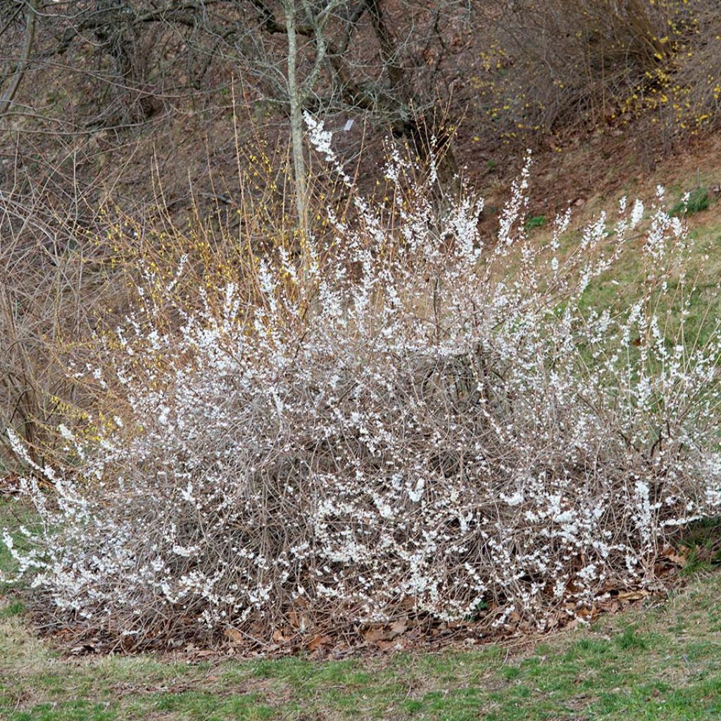 Abeliophyllum distichum - Forsizia bianca