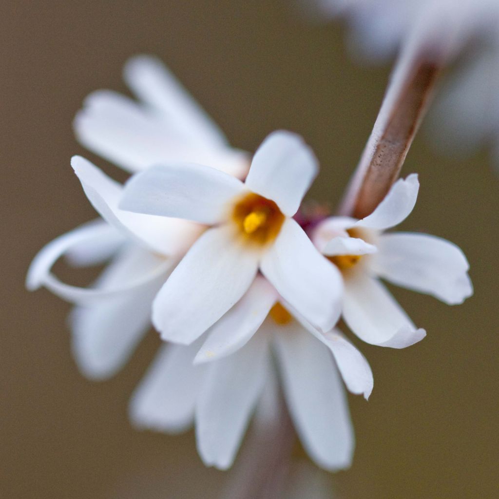 Abeliophyllum distichum - Forsizia bianca