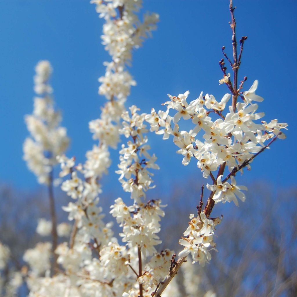 Abeliophyllum distichum - Forsizia bianca