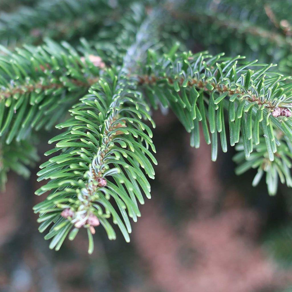 Abete del Caucaso - Abies nordmanniana