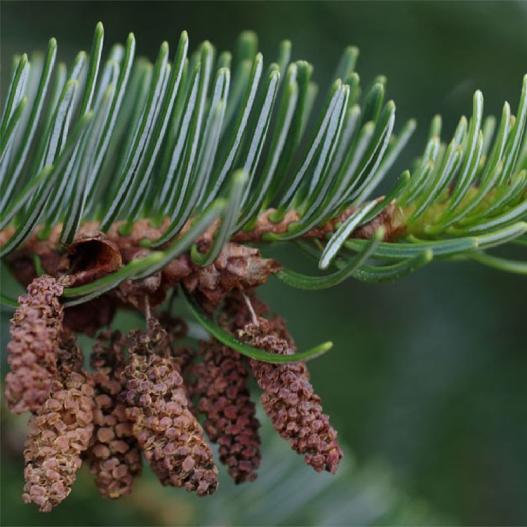 Abete del Caucaso - Abies nordmanniana