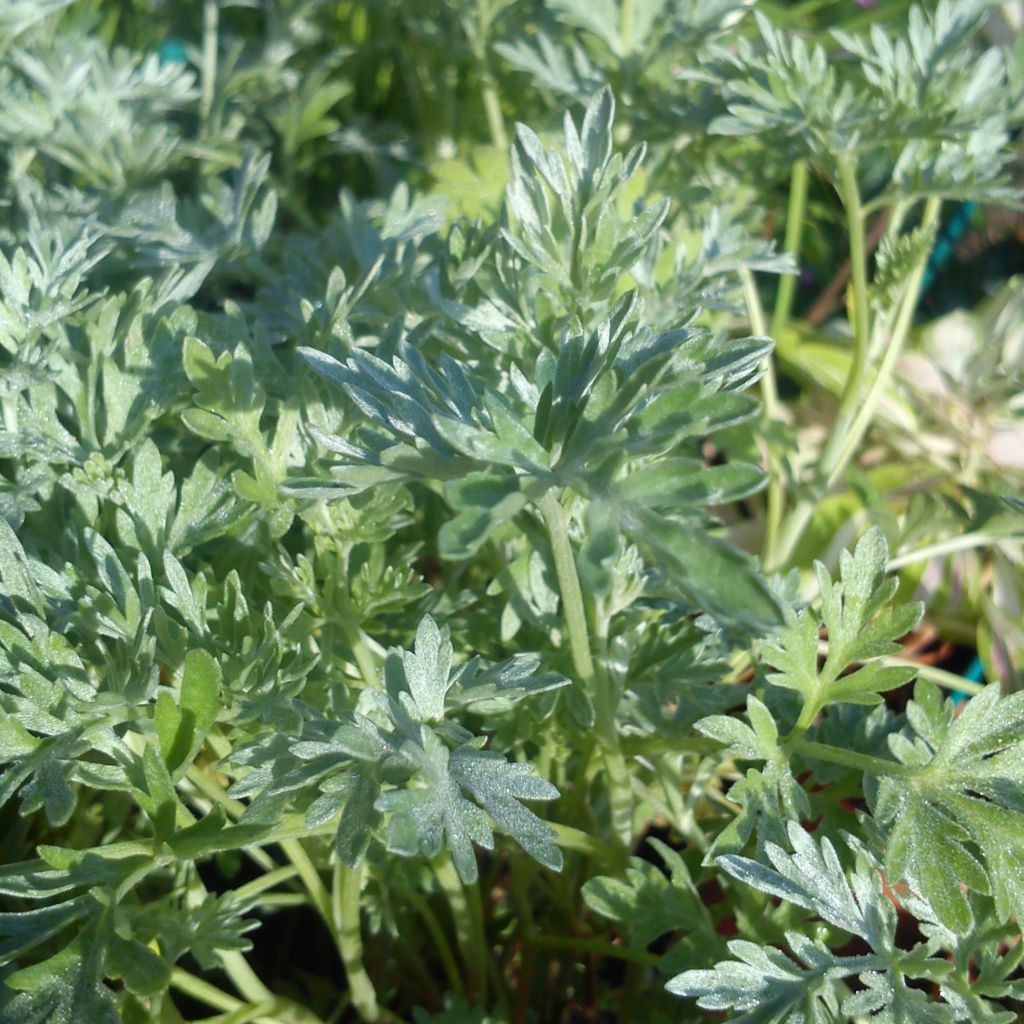 Artemisia absinthium Bio - Assenzio maggiore