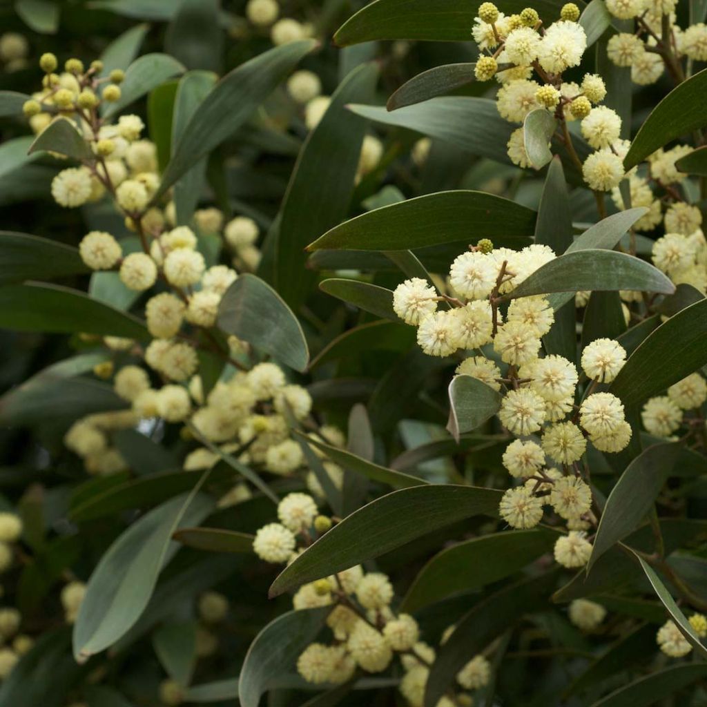 Acacia melanoxylon - Acacia nera