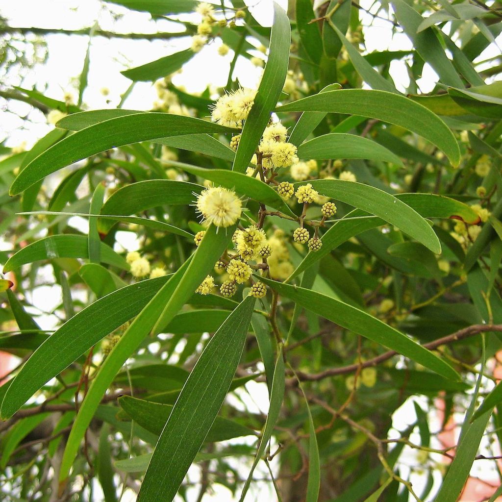 Acacia melanoxylon - Acacia nera