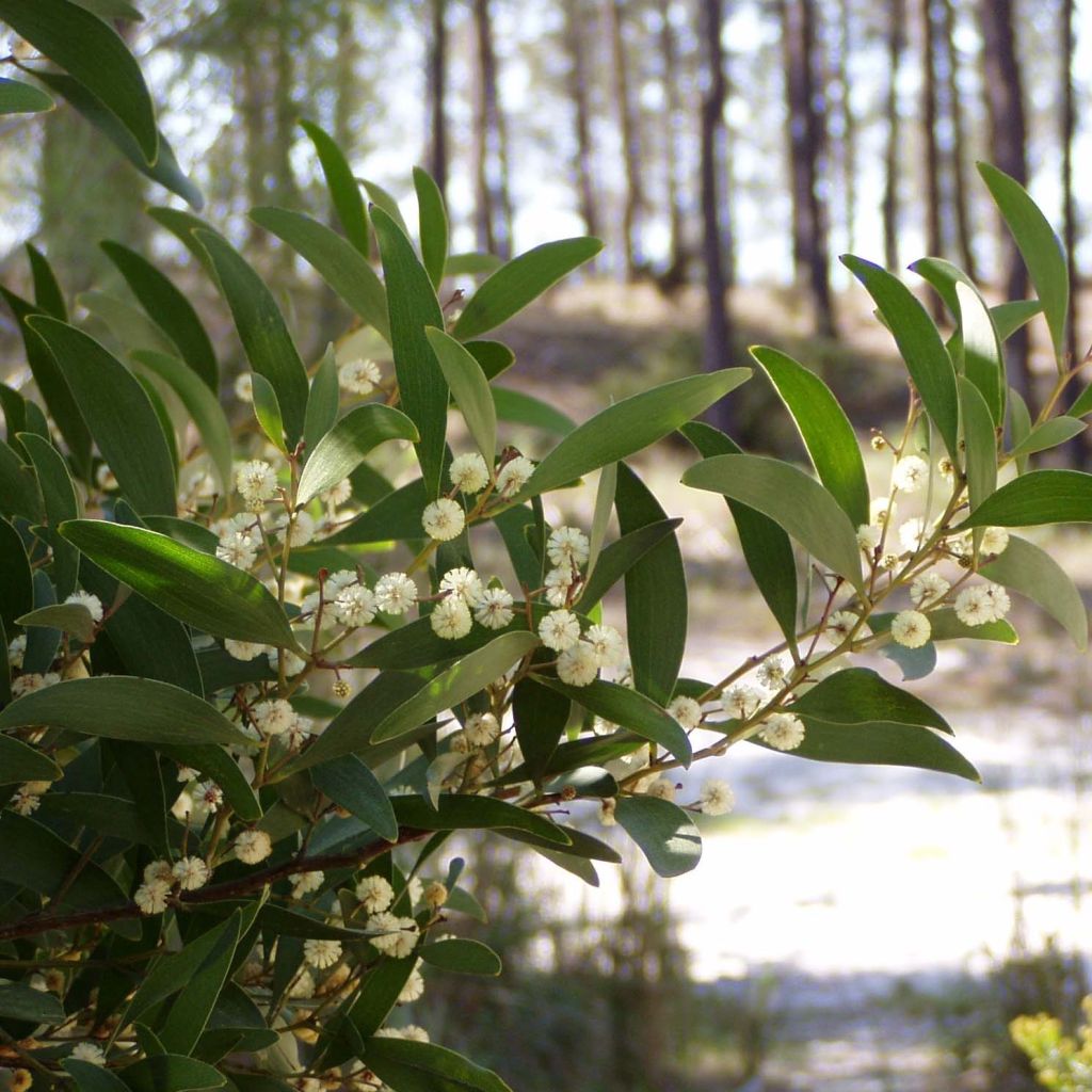 Acacia melanoxylon - Acacia nera