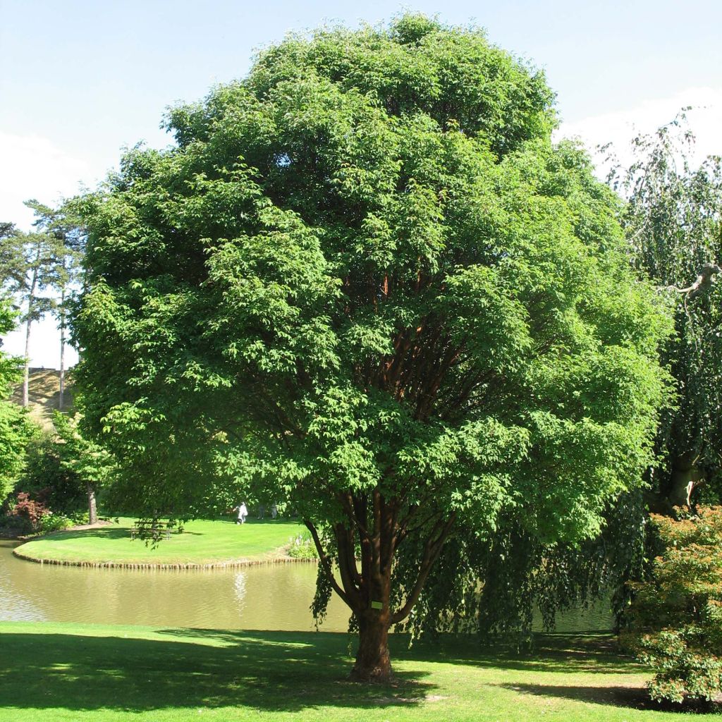 Acer griseum - Acero grigio