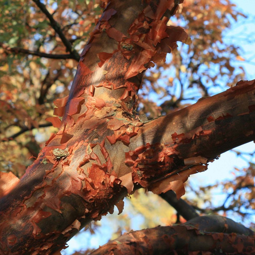 Acer griseum - Acero grigio