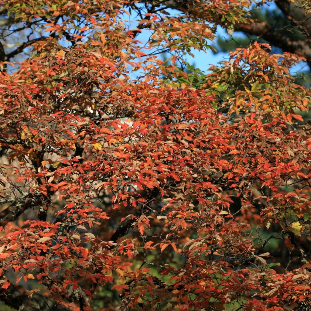 Acer griseum - Acero grigio