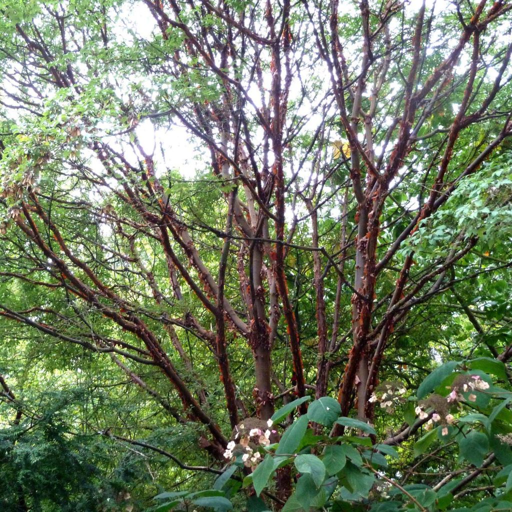 Acer griseum - Acero grigio