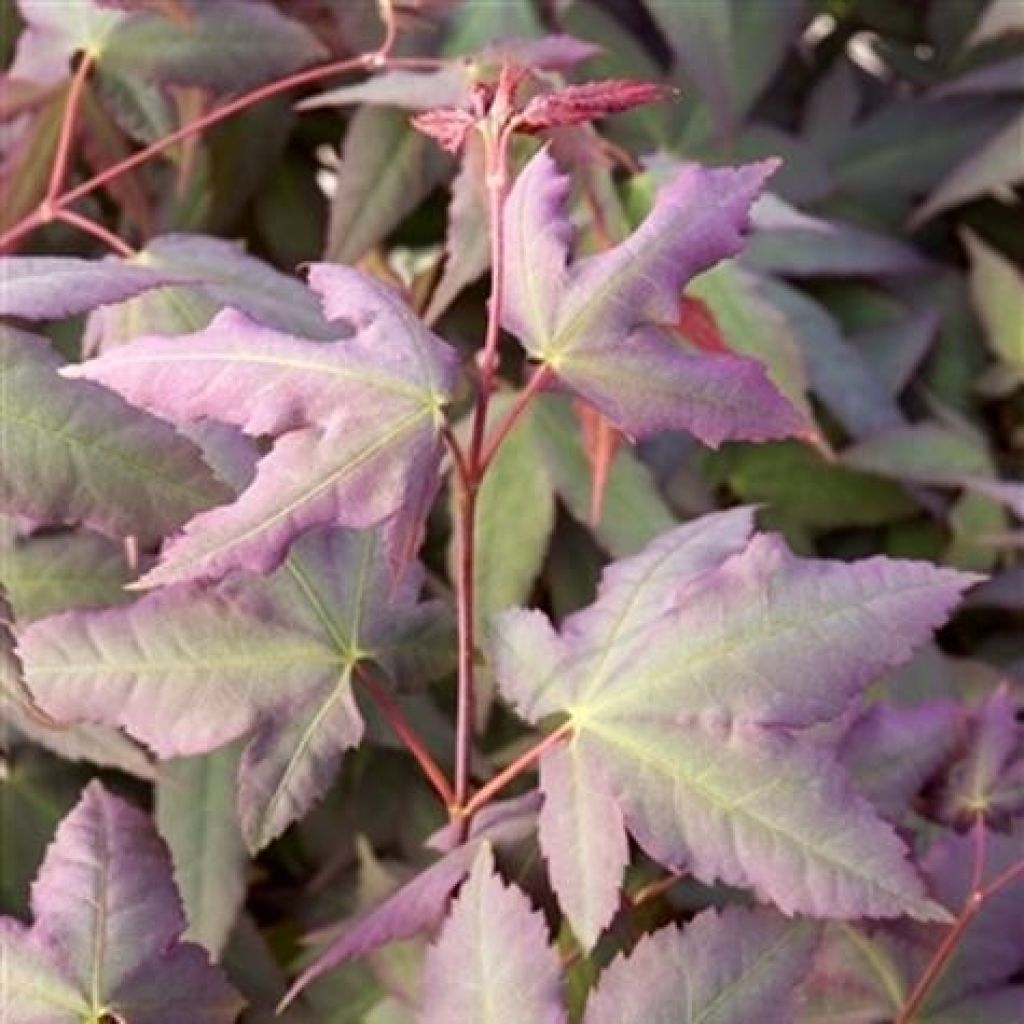 Acer palmatum Mystic Jewel - Acero giapponese