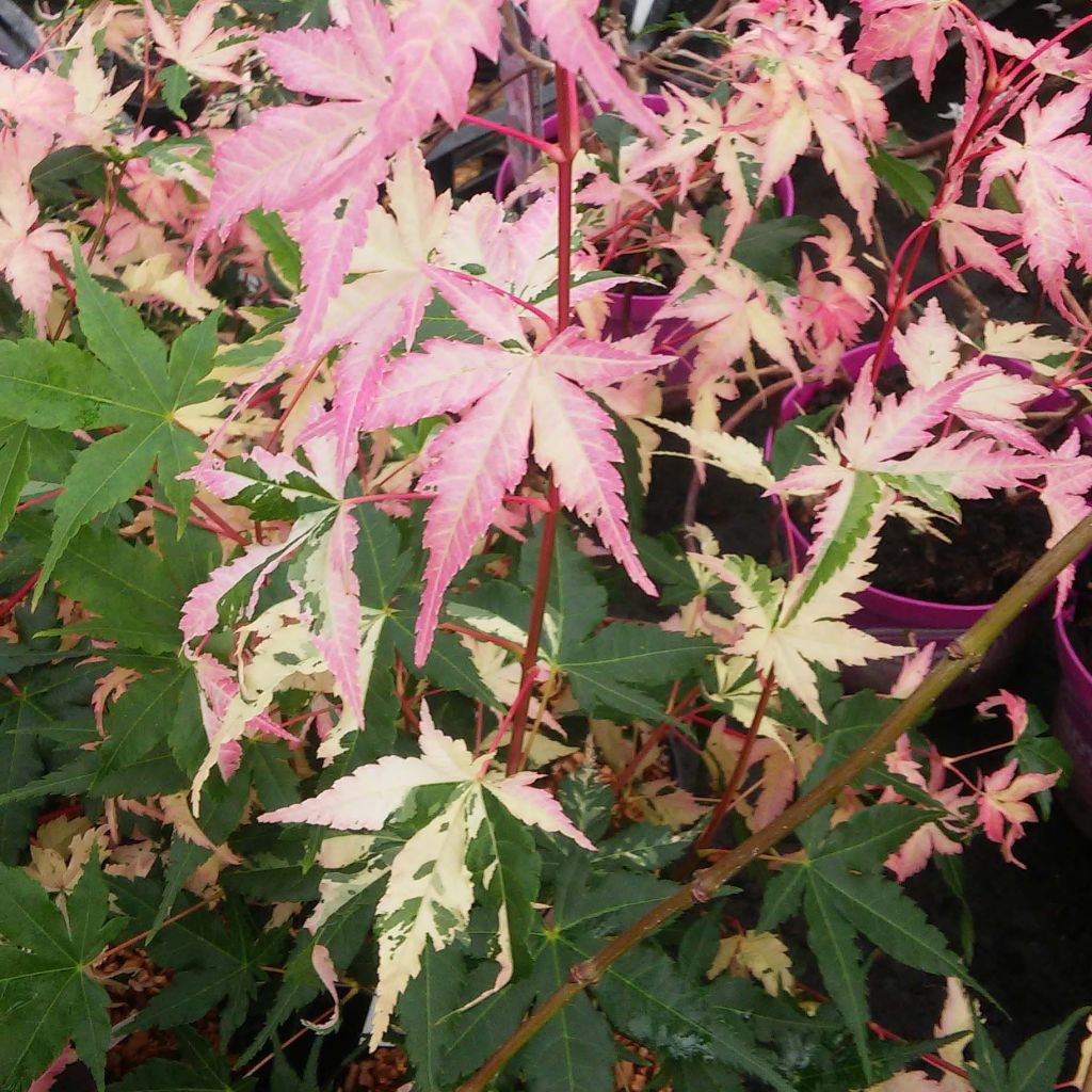 Acer palmatum Asahi Zuru - Acero giapponese