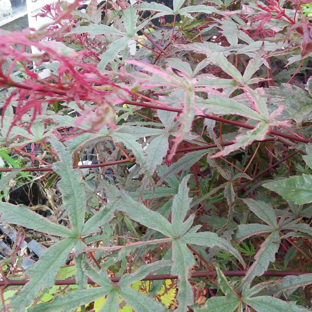 Acer palmatum Beni Komachi - Acero giapponese