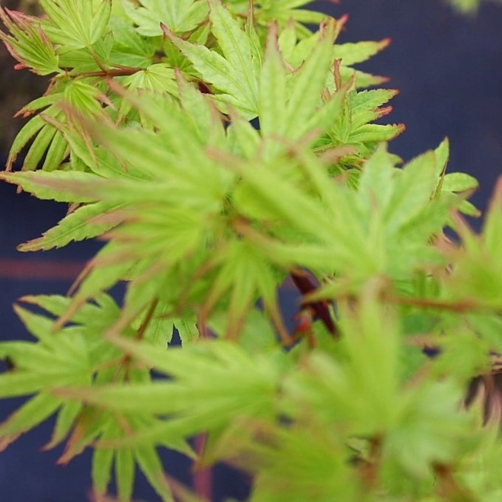 Acer palmatum Berry Broom - Acero giapponese