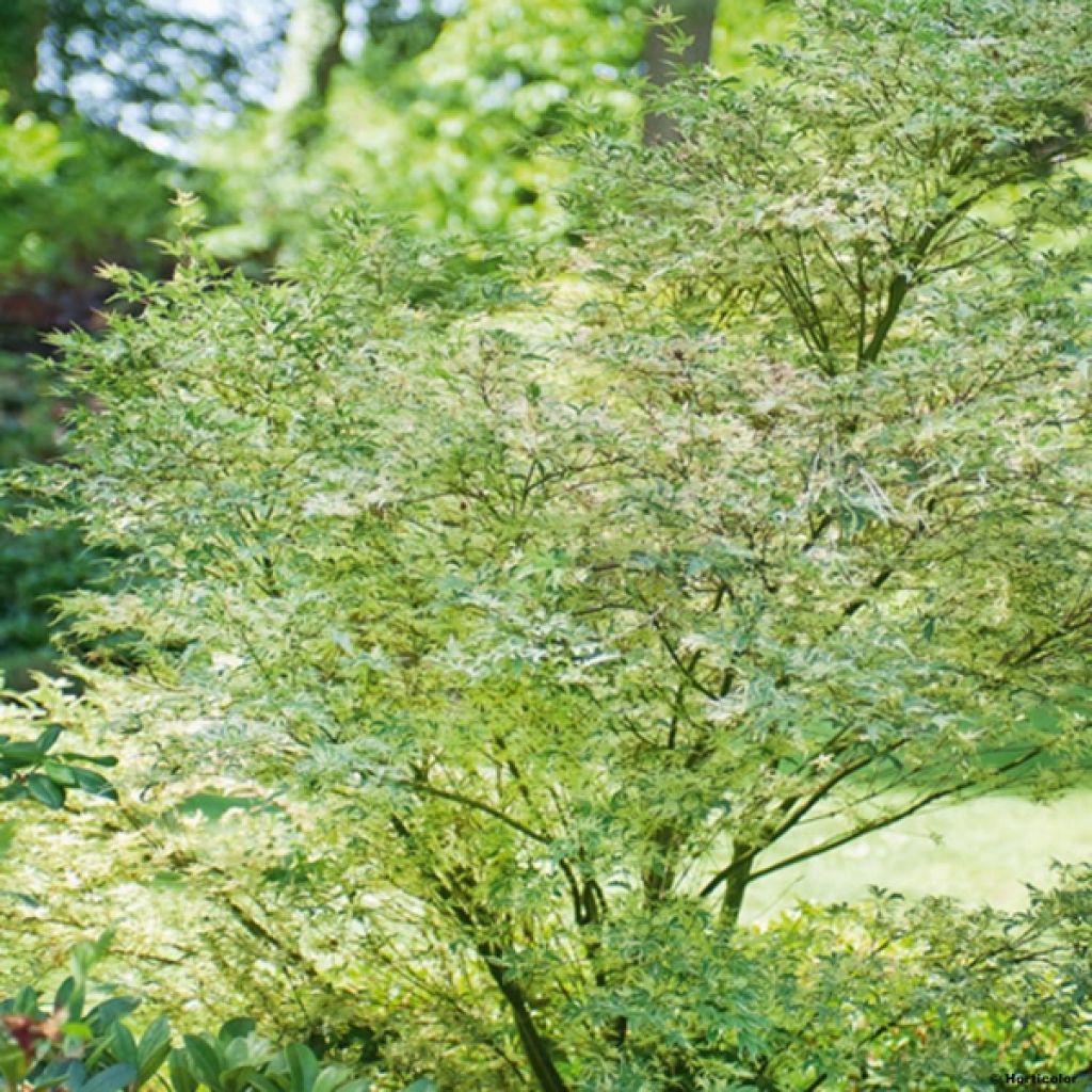 Acer palmatum Butterfly - Acero giapponese