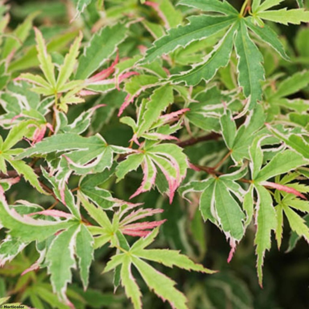 Acer palmatum Butterfly - Acero giapponese