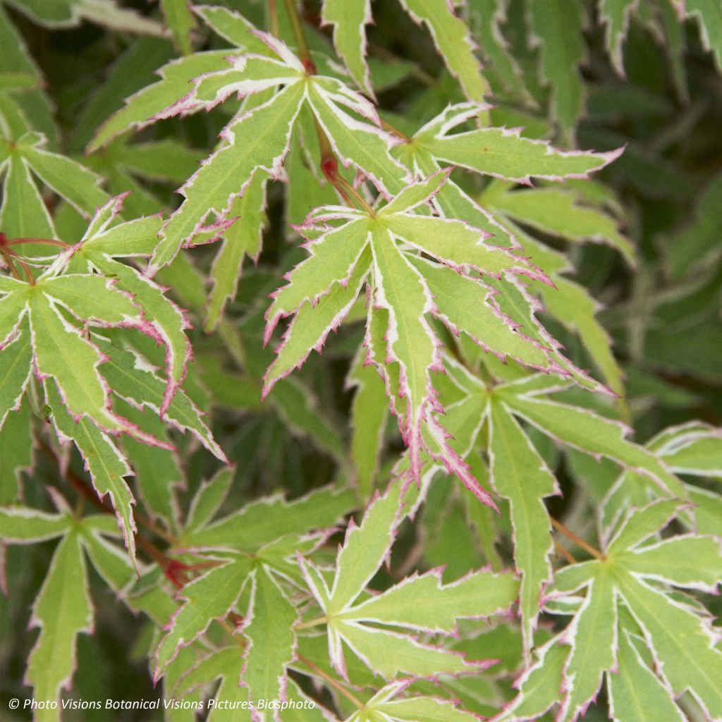 Acer palmatum Butterfly - Acero giapponese