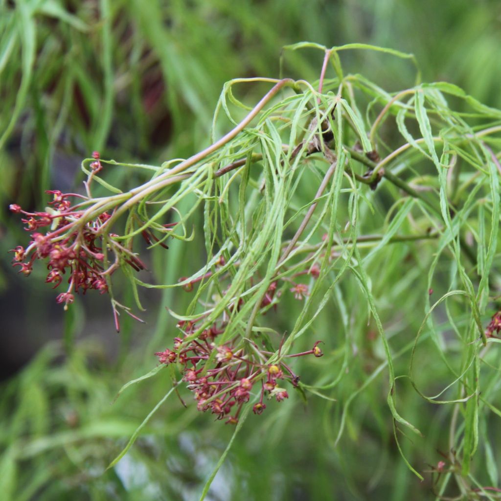 Acer palmatum Koto-No-Ito - Acero giapponese