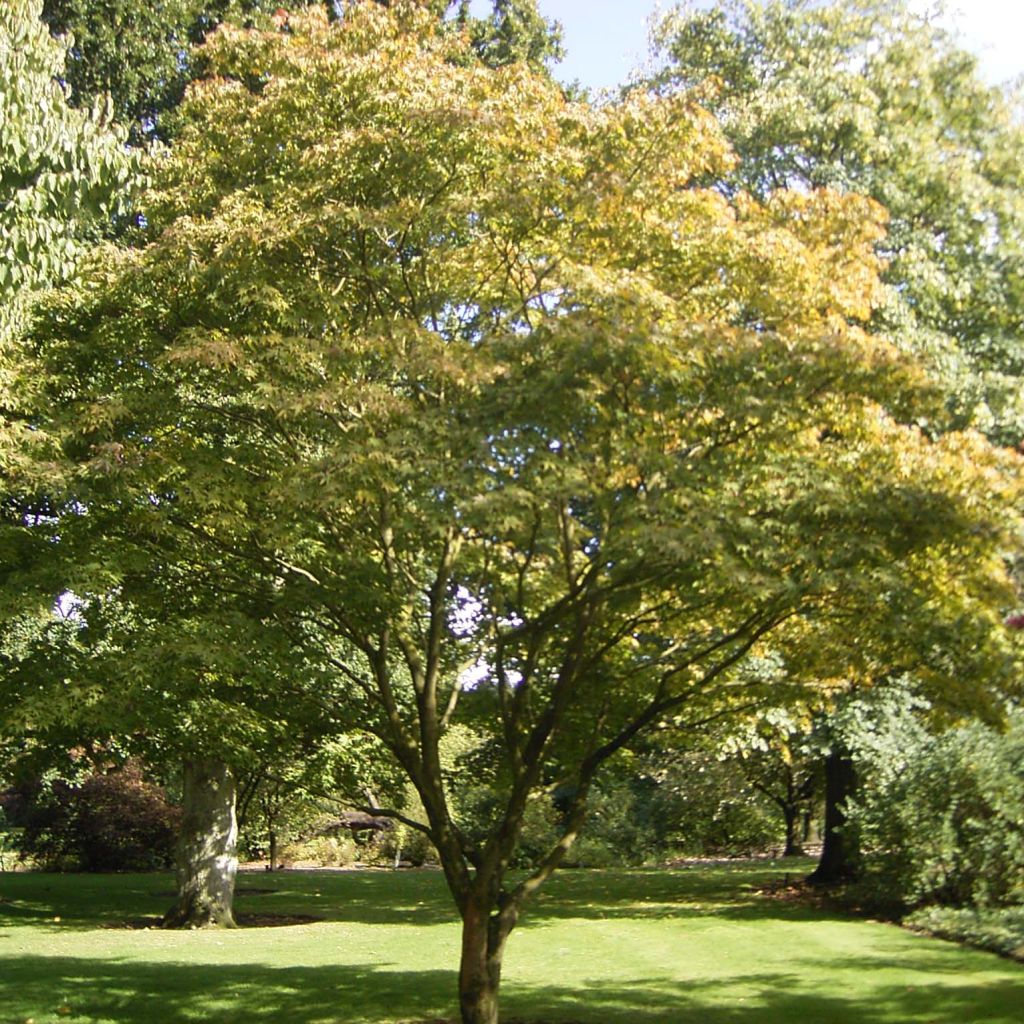 Acer palmatum Osakazuki - Acero giapponese