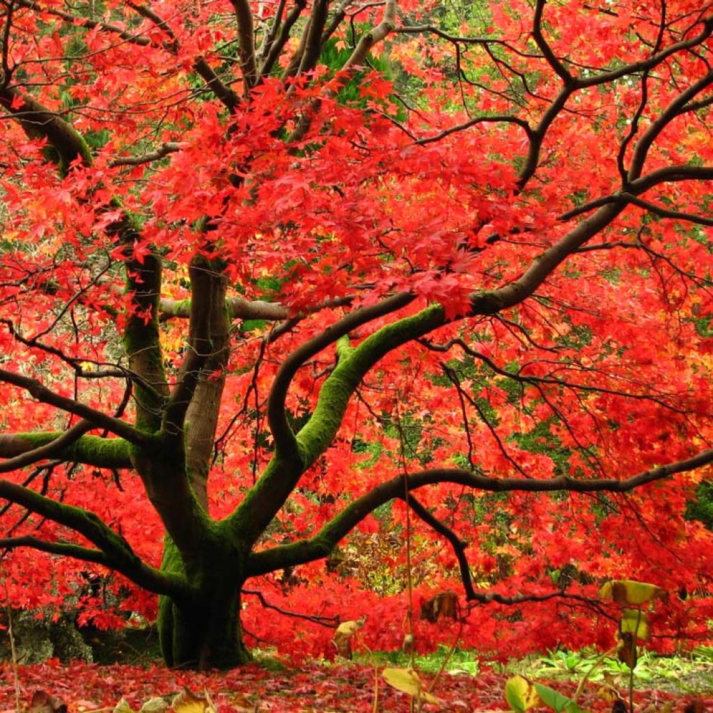 Acer palmatum Osakazuki - Acero giapponese