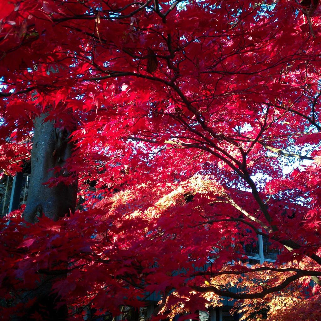 Acer palmatum Osakazuki - Acero giapponese