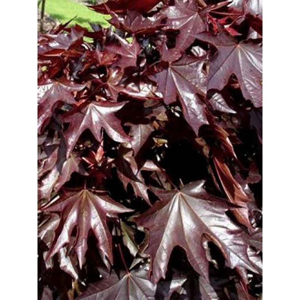 Acer platanoides Crimson Sentry - Acero riccio