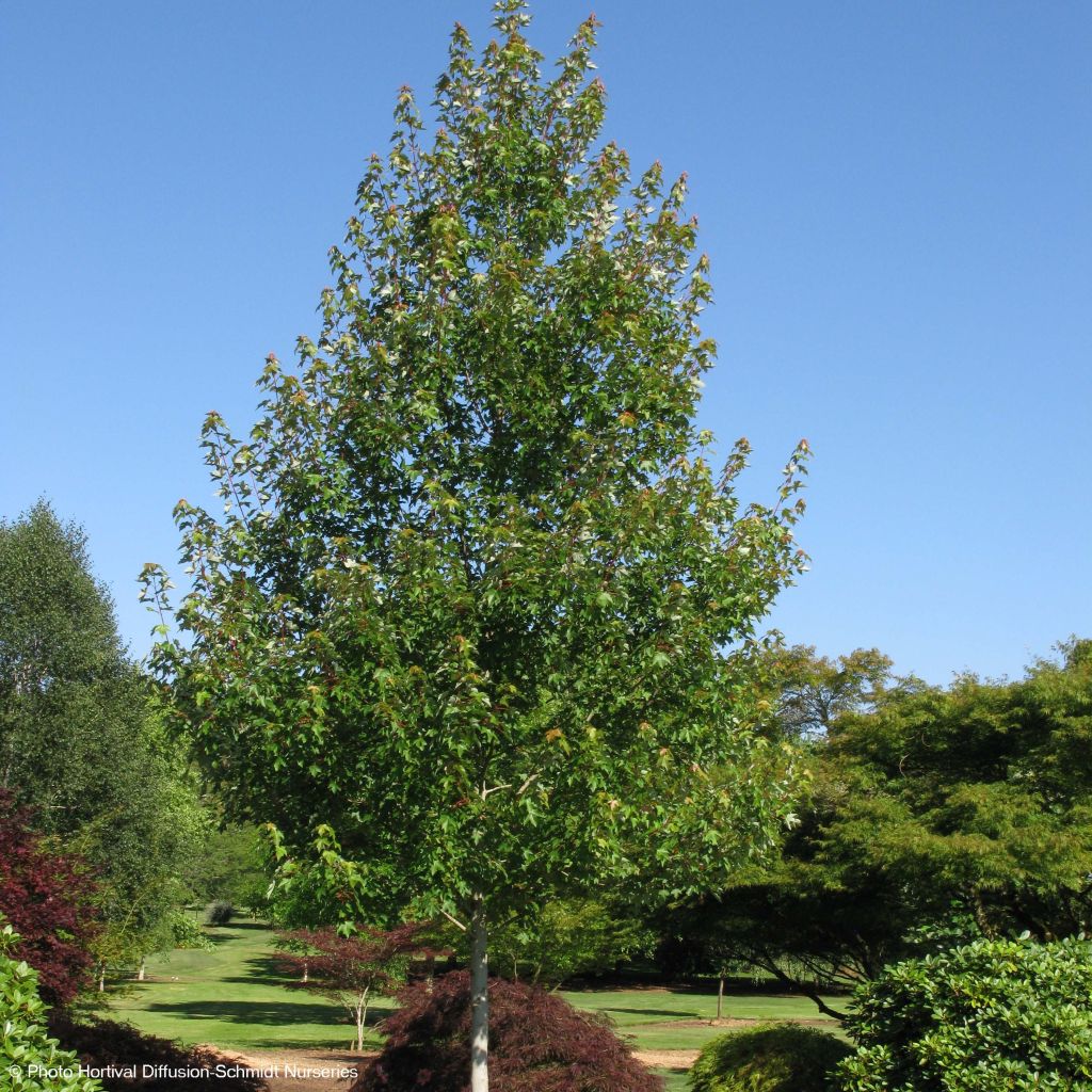 Acer rubrum Redpointe - Acero Rosso