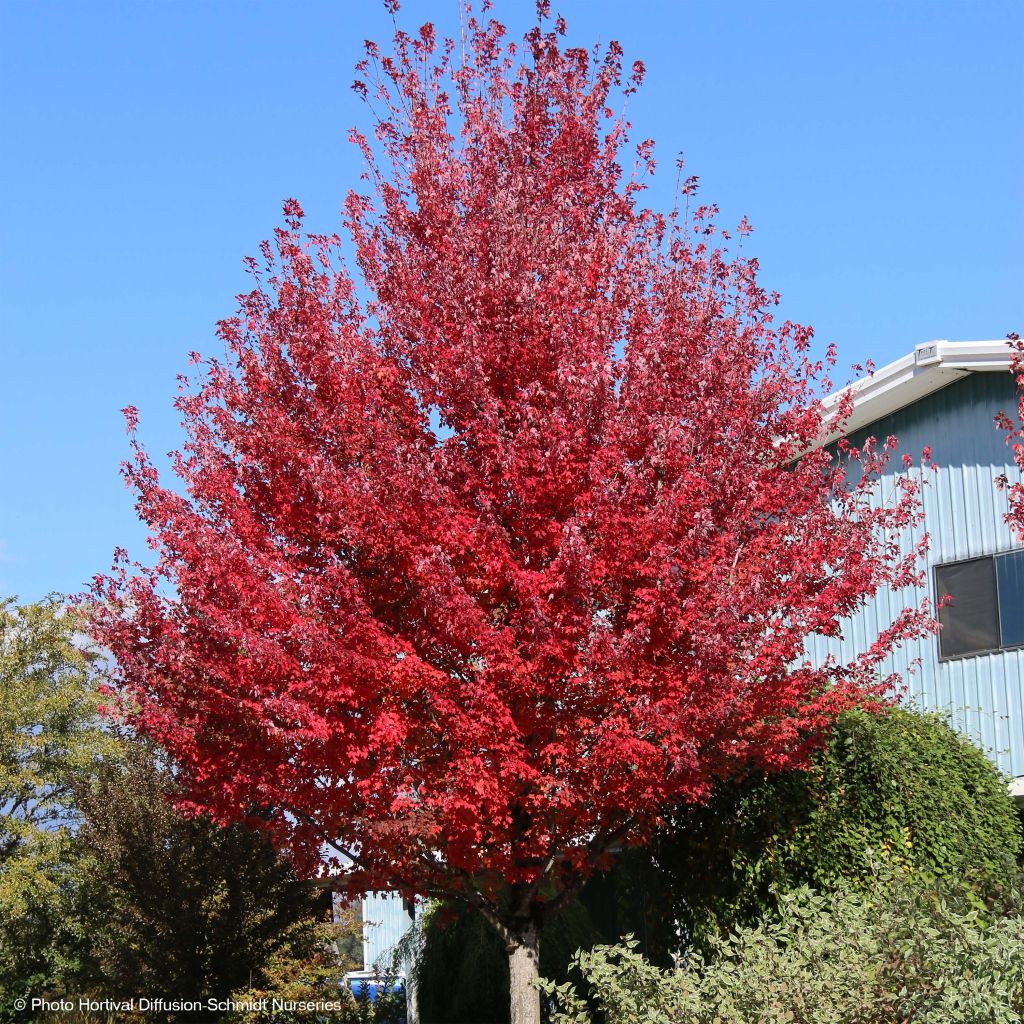 Acer rubrum Redpointe - Acero Rosso