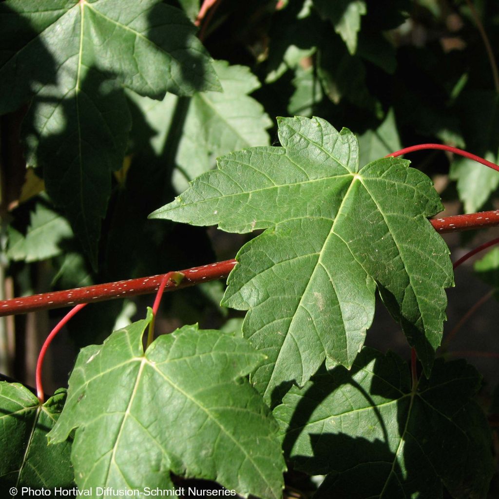 Acer rubrum Redpointe - Acero Rosso