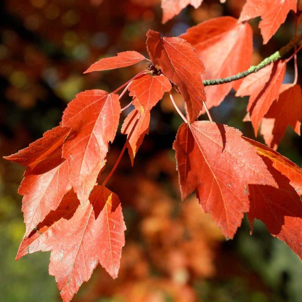 Acer rubrum Armstrong - Acero Rosso