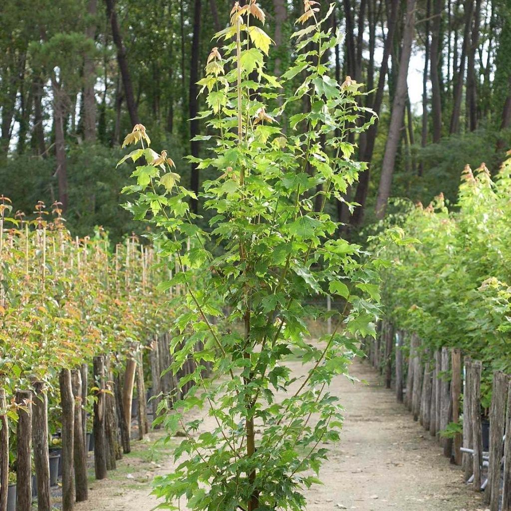 Acer rubrum Armstrong - Acero Rosso