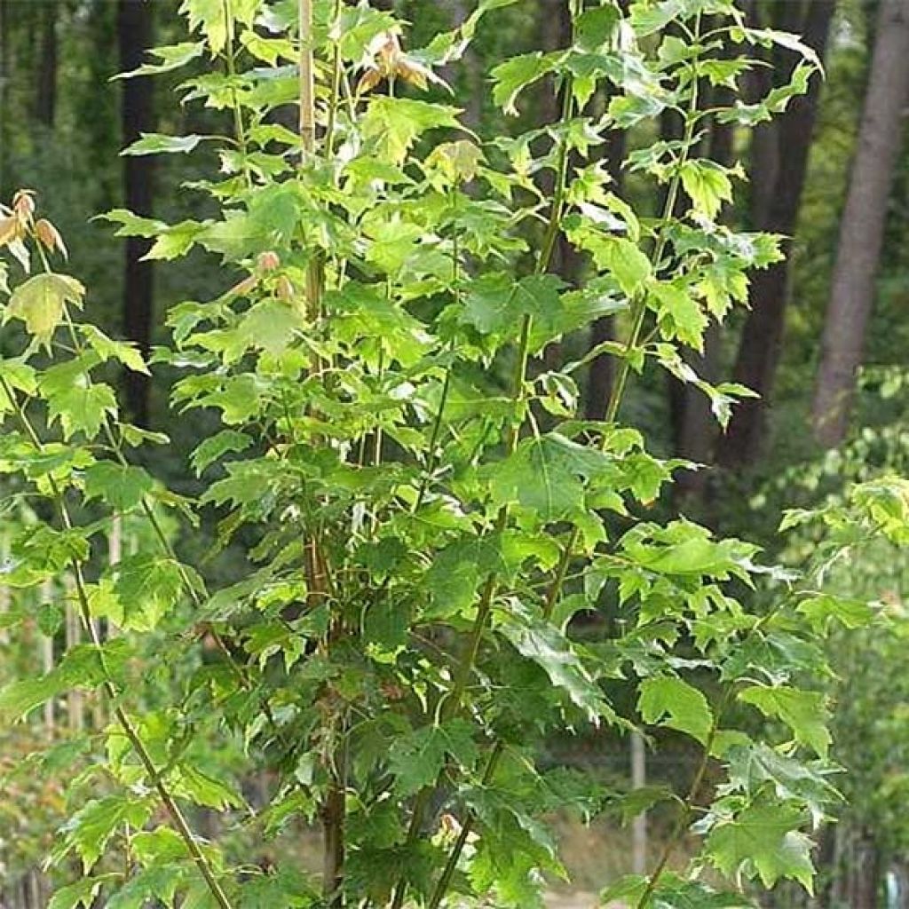 Acer rubrum Armstrong - Acero Rosso