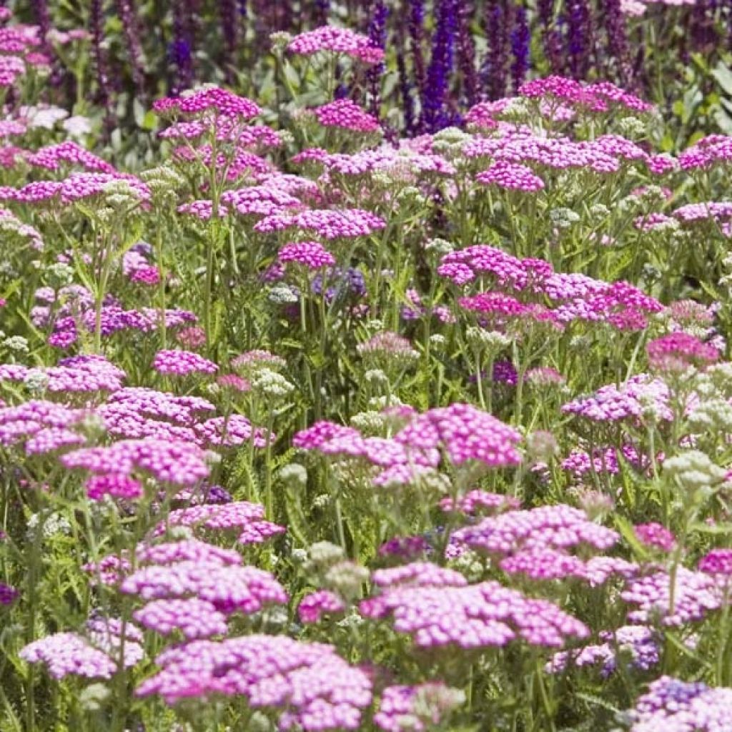 Achillée, Achillea Millefolium Lilac Beauty