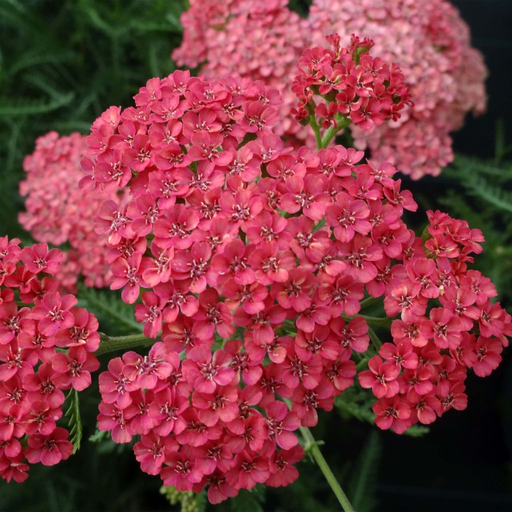 Achillea millefolium Tutti Frutti Apricot Delight