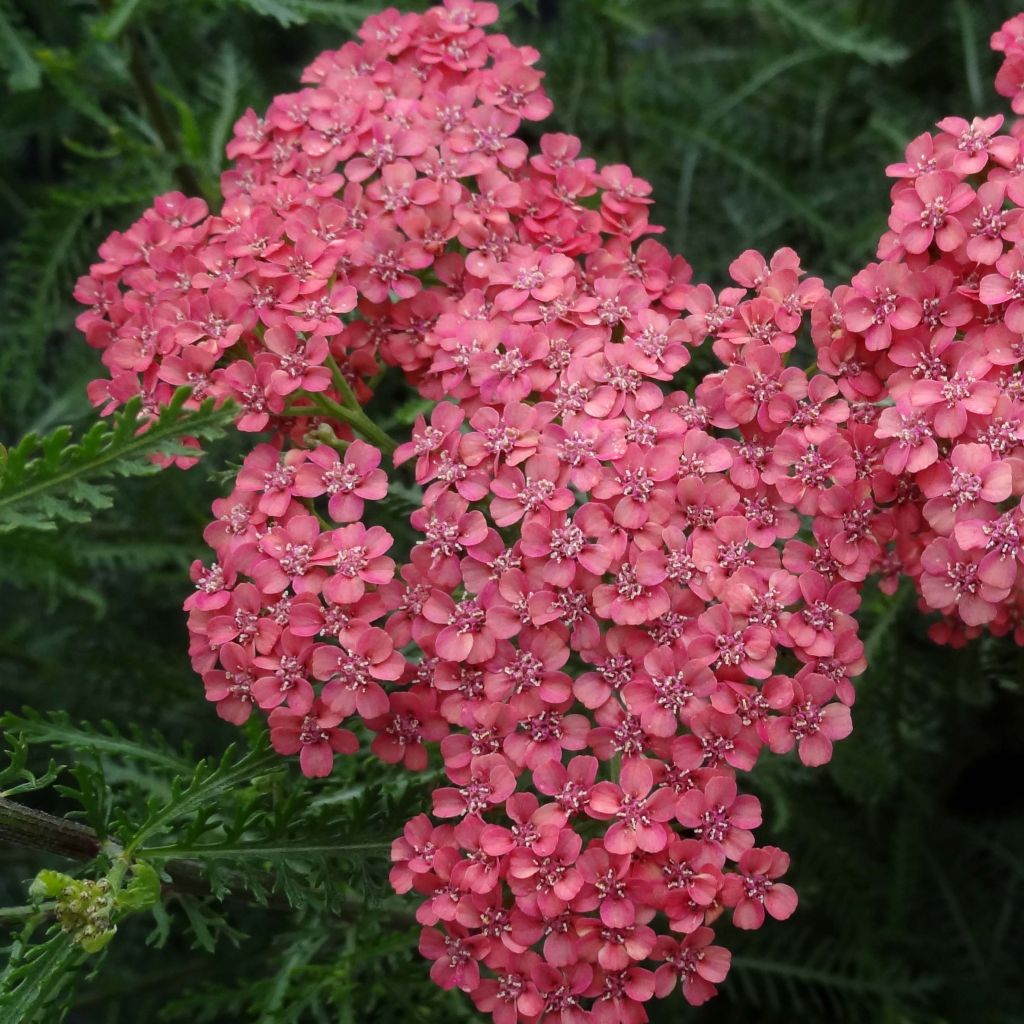 Achillea millefolium Tutti Frutti Apricot Delight