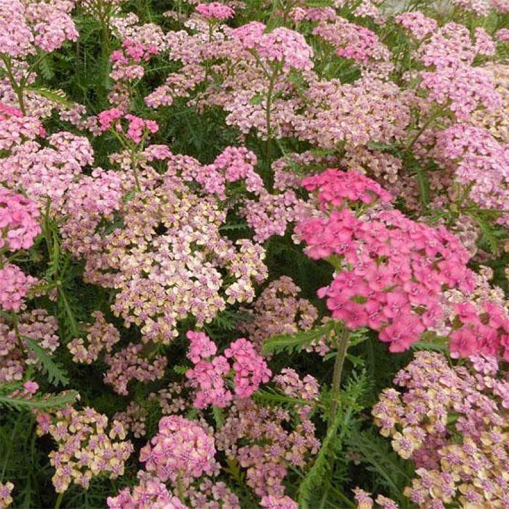 Achillea millefolium Tutti Frutti Apricot Delight